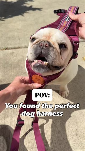 A harness with all the bells and whistles that doesn’t break the bank. | Wilderdog