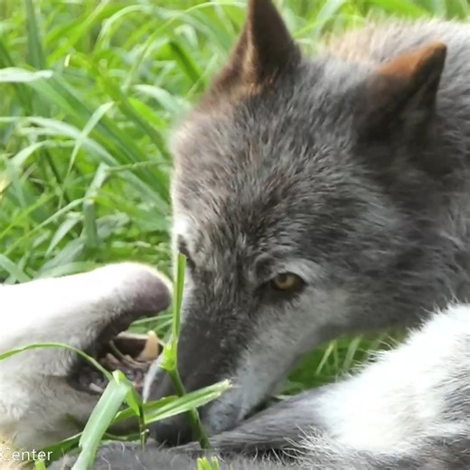 103K views · 8.2K reactions | Wolves are playful. Wolves are social. Wolves can be complete goofballs  When seeking to play, wolves will dance and bow playfully. Playtime can also include a game of chase, jaw sparring, and varied vocalizations. For wolves, playtime isn’t only fun, it strengthens family bonds and reaffirms social status within the pack. | Wolf Conservation Center | Facebook