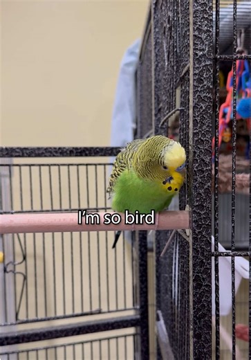 I'm So Bird! Talking Budgie Boba's Fun Sounds