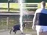 Cheeky dog forces owner to wade through pond to retrieve her