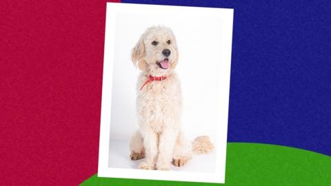 Meet Floppy  - Meet Biff & Chip and their friends! - CBeebies