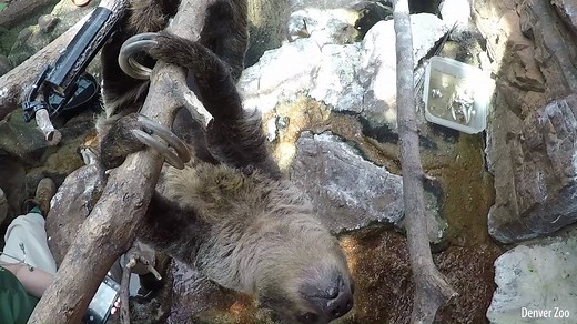 690K views · 43K reactions | HOW CUTE! The Denver Zoo has welcomed a...