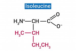 Isoleucine is one of the two proteinogenic amino acids
