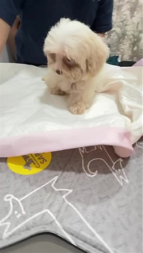 As with all our dogs, it is standard practice to take them straight to the vet after rescue. We had just take 4 dogs out from the breeders - 2 young adults and 2 young puppies. We headed straight to the vet. In the consult room, while waiting for the vet, one puppy slept. Little did the volunteers know that the puppy had fainted! They thought the puppy was so tired and fell asleep. Thankfully a nurse came in, saw the puppy and rushed it inside to see the vet! Apparently the puppy had fainted fro