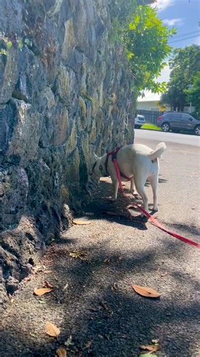 Sniffing is always a big part of Juno’s walks. Especially on hot mornings like this to help her meet her needs without so much hot physical exercise #sniffwalk #enrichment #dogwalk #dogtraining #positivereinforcementtraining | Pawfect Pet | Facebook