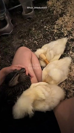 Ternyata Bebek Bisa Tidur dengan Satu Mata Tetap Terbuka!🦆 #faktaunik