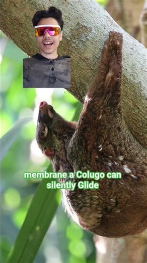 #nature #animalfacts #funfacts #colugo #wildlife