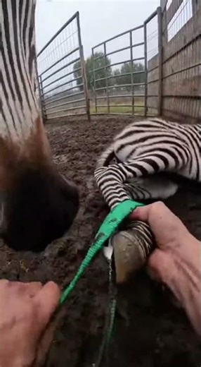 Hands Prying Cargo Strap in a Muddy Zebra Pen