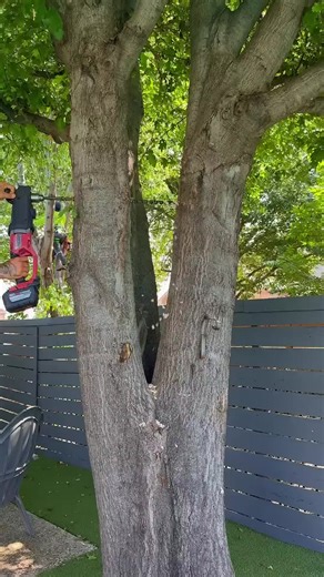 Expert Tree Care Tips from Arborists in the USA