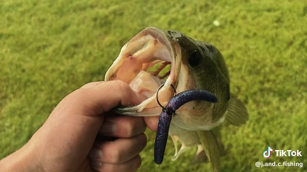 Exploring the Effectiveness of J&C Soft Plastics in Fishing