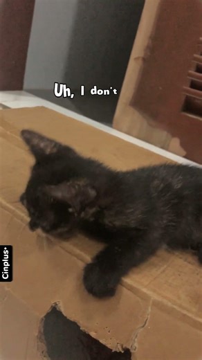 MAth solver #cat #catvideos #suncats #cuteanimal #cinplus+