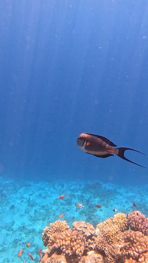 Dive into the magic of Sharm el Sheikh Sharks Bay 🐠💙 A kaleidoscope of corals, colours, and life beneath the Red Sea surface 🌅 #redsea #snorkeling #sharmelsheikh #sharksbay #southsinai #underthesea #coralreefs | Marzena Szczodrowska