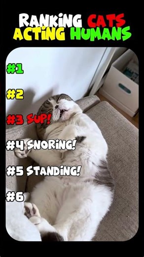 Cats Doing Human Things Ranked!
