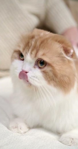 OMG So Cute Cats🐱🐱 #1