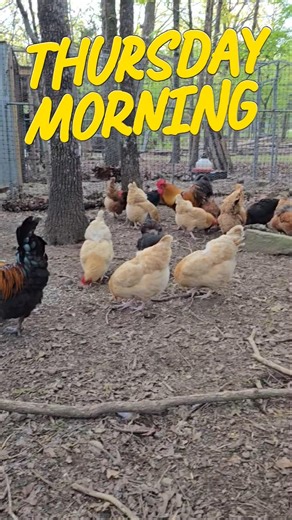 Homestead POV: Listening to the Birds Sing #shorts