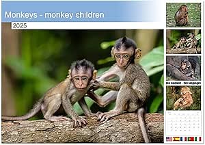 Monkeys - monkey children (Monthly Wall Calendar 2026 11.7" x 16.5" (open)), CALVENDO 14 Month Calendar