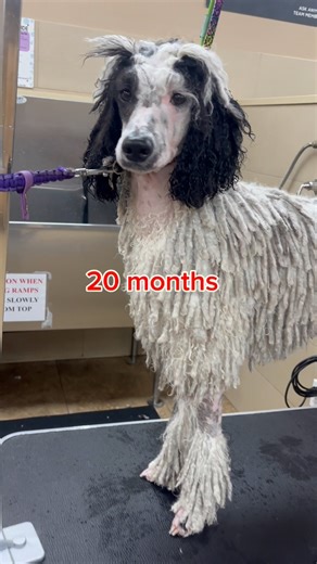 20 MONTHS OF CORDING This is what the process looked like From Feb 2024 to Oct 2025 Have cording questions? Drop them in the comments! ✍️ #maslowthetrickcorgi #dogeducation #poodle #doggrooming #doggroomer #poodlelove | Maslow The Trick Corgi and Friends