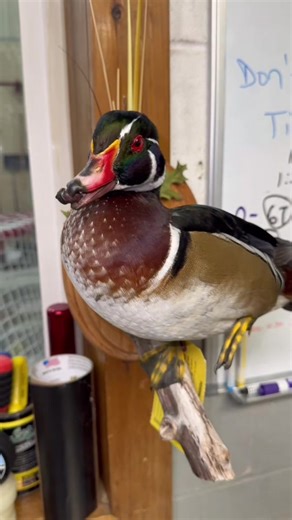 Beautiful Wood duck done by Wild Innovations taxidermy! #taxidermy #woodduck #beauty #foryou