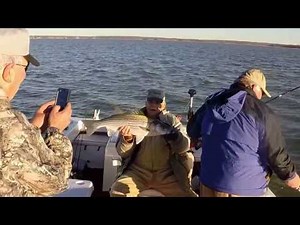 The Splasher Fish Attracker