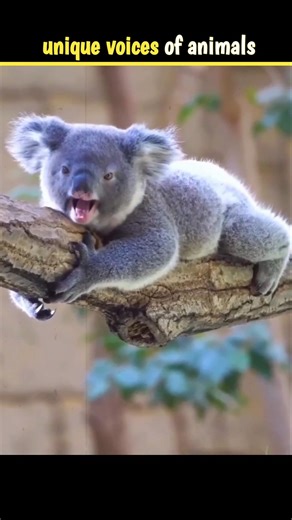 Unique voices of animals #facts #viral #trending