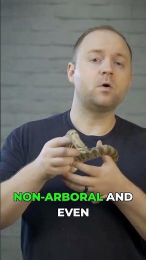 Western Hognose: The Perfect Small Snake Pet!🐍