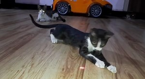 Watch Dog and Cat Toy for Indoor Pet Laser Pointer Kitten Toys on Amazon Live