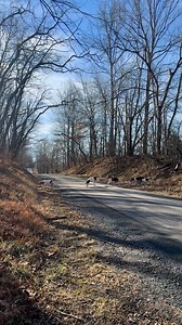 Virginia, USA. | Piedmont Fox Hounds