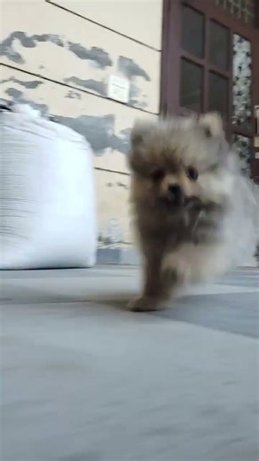 pomeranian |toy pom puppy barking #cutedog​ #beautiful​ #sound​#puppybarking​#trending #shortvideo