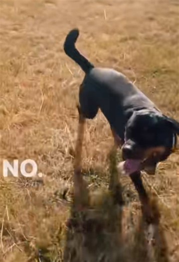 DOGS NEED DISCIPLINE #dogtraining