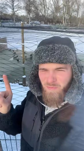 Elevage maxking | POULE CANARD on Instagram: "Snow !"