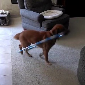 15K views · 793 reactions | Dog lover? Watch this video compilation :) | Dog Lovers Club | Facebook