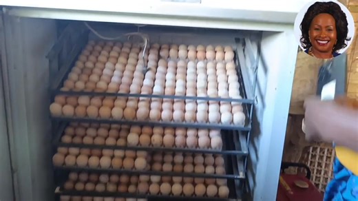 8.1K views · 279 reactions | Poultry farming is rapidly gaining popularity among farmers in Machakos County as a key step towards achieving our 'Chakula Mezani, Pesa Mfukoni' initiative. I am committed to empowering our farmers by providing them with the necessary support to boost the productivity of their poultry farms. | Hon Wavinya Ndeti | Facebook