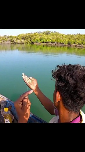 MangrovesFishing👌👌👌 #entertainment #tiktokviralvideo #fishing