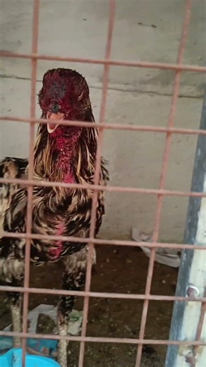 tamil Sandai java line