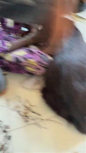 Ebo? (Sacrifice) What does Ebo Mean? Ebo means sacrifice. Ebo is a ritual Ebo is the prescription that is given within the IFA divination. It is the medicine used to solve problems. Ebo is a combination of materials that symbolically has meaning to a person' situation. Why Do I need to do ebo after my IFA Divination? In order to change and shift one' circumstances to fortunate, positive or well-balanced outcomes. Once the problem has been identified it is important to make the necessary appeasem