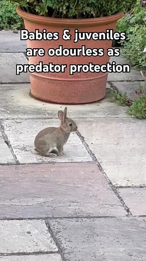 Cute wild European baby rabbits fun facts #interestingfacts #wildlife