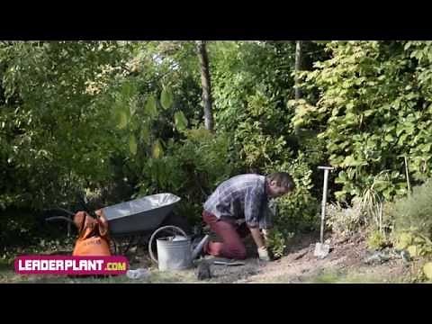 Comment planter un arbuste ?