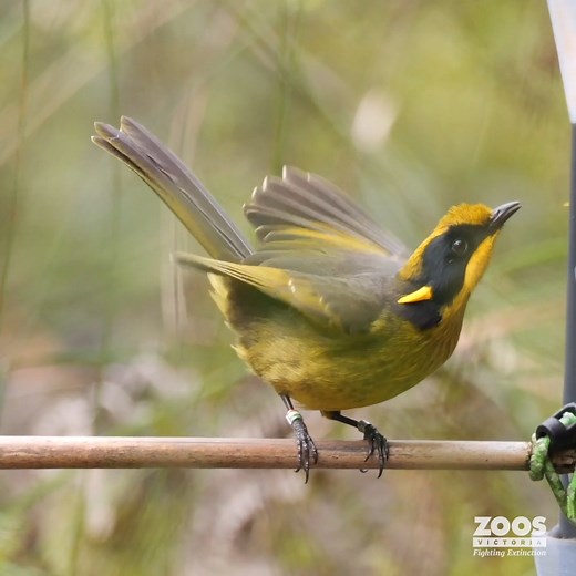 Another incredible conservation win for the Critically Endangered Helmeted Honeyeater! A further 18 birds bred at Healesville Sanctuary have been released at Yellingbo Nature Conservation Reserve, with continued supplementary feeding to support the wild population to thrive. The huge smiles on the faces of our passionate staff and program partners really do say it all, don't they? 💛 | Zoos Victoria