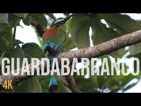 El Guardabarranco, Ave Nacional de Nicaragua