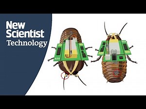 Watch a cyborg cockroach navigate a maze