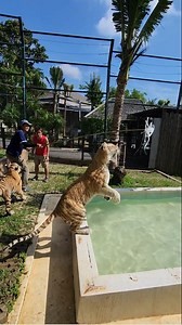 77K views · 1.7K reactions | Tigers Playing in the Pool! | Wild Charles | Facebook