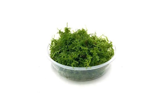 Live Christmas Moss | Aquarium/fish Tank Decor, Aquatic Plant, Terrarium Greenery - Etsy