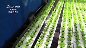 6.2K views · 48 reactions | High-Tech Vegetable Farming in Israel #蔬菜 #农业 #greenfarmforum #vegetable | Tina Do | Facebook