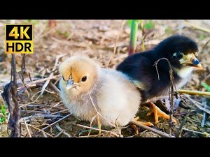 Cutest Baby Chick Sounds: 4K HDR Fluffy Chicks Peeping & Chirping (Relaxing)