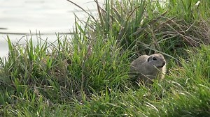 4k Funny Gopher Animal Green Grass Stock Footage Video (100% Royalty-free) 10849703 | Shutterstock