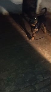 Por favor se busca a los dueños de este rottweiler, está cerca del Estadio 2 de mayo Tiene bozal y está con collar y correa, es como que se escapó de alguien😱🥺 Cerca del Estadio 2 de mayo , contacto 595 972 730687 Compartan urgente por favor!!! | Protección Animal Amambay
