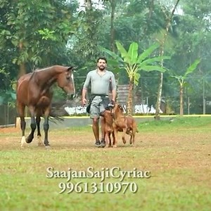 4.1K views · 445 reactions | 殺❤️ #cinema #dogsofinstagram #varayanFromMay20 #bollywood #dogtraining #films #dogtrainers #naas #dogtrainer #Malinois | Saajan Saji Cyriac | Facebook