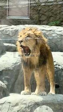 邪気退散ライオンパーチェ咆哮 #円山動物園