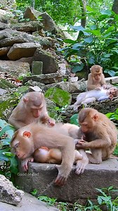 Sweetie adorable Lucie and Luna sleeping very peacefully! | Good Or Bad