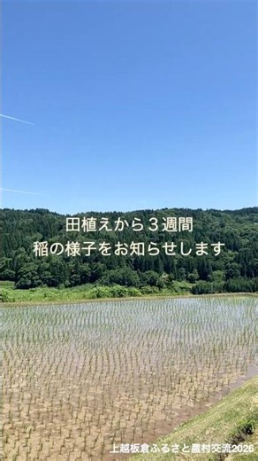 上越板倉ふるさと農村交流2026〜稲の成長をお知らせします〜 2026.6.13